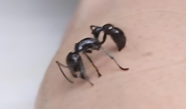 bullet-ant